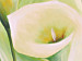 Canvas Callas (1-piece) - delicate flower bouquet 46556 additionalThumb 2