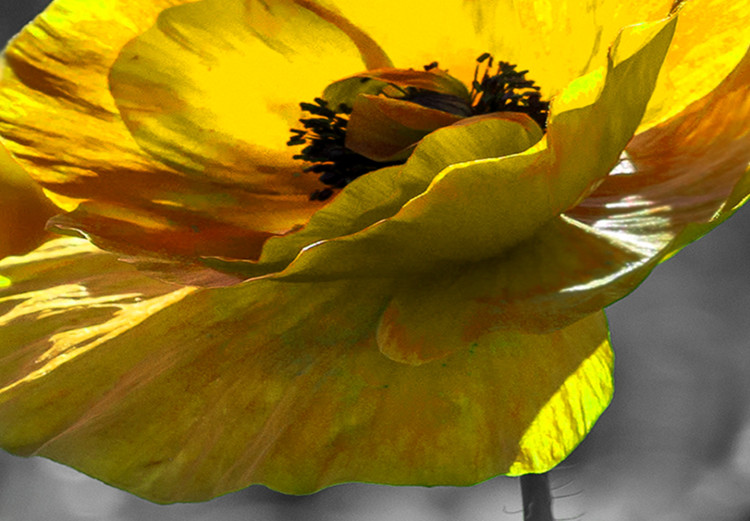 Large Canvas Yellow Poppies II [Large Format] 132376 additionalImage 4