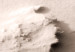 Canvas Sandy Surface - Marine landscape in Sepia 135286 additionalThumb 5