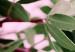 Canvas Leaves triptych - a composition consisting of various types of leaves 124407 additionalThumb 5