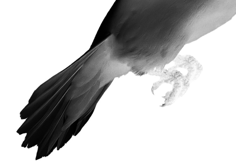 Canvas City pigeon - a bird that blends into the city in black and white 117237 additionalImage 4