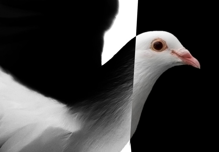 Canvas City pigeon - a bird that blends into the city in black and white 117237 additionalImage 5