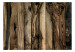 Wall Mural Olive tree - uniform background in pattern of dark wooden boards 135137 additionalThumb 1