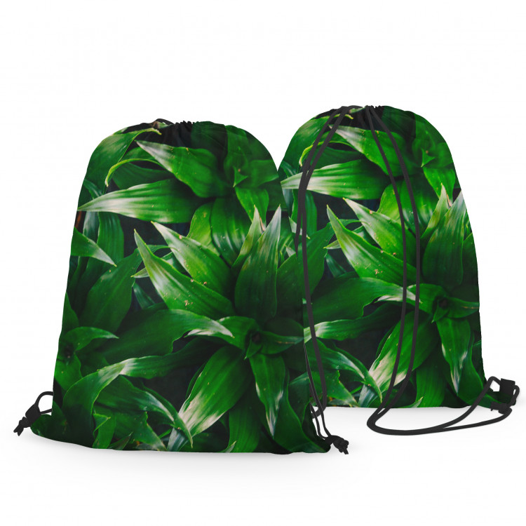 Backpack Dracaena oasis - a plant composition with rich detailing 147447 additionalImage 2