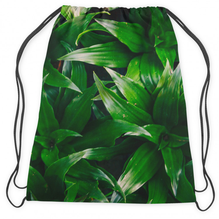 Backpack Dracaena oasis - a plant composition with rich detailing 147447 additionalImage 3