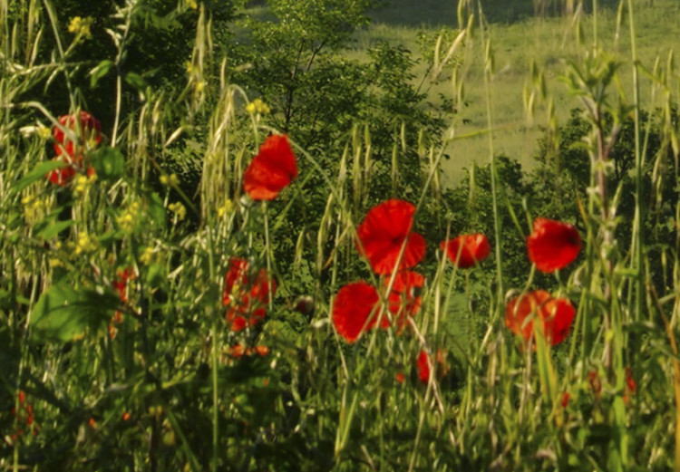 Canvas Poppies on Tuscany fields 58657 additionalImage 5