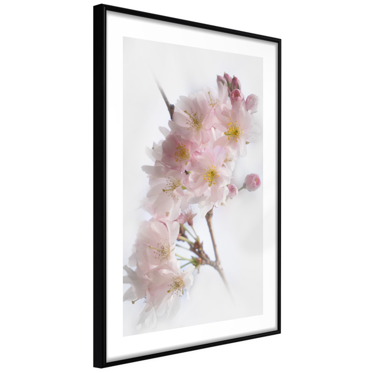Poster Spring in Japan - branch with pink flowers on a bright white background 125867 additionalImage 11