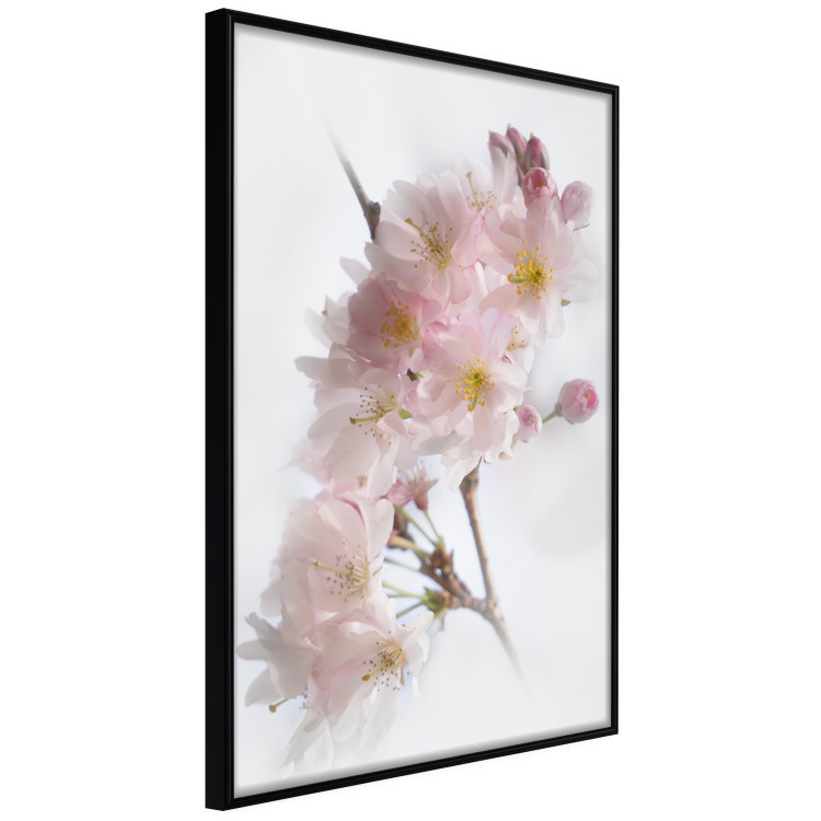 Poster Spring in Japan - branch with pink flowers on a bright white background 125867 additionalImage 10