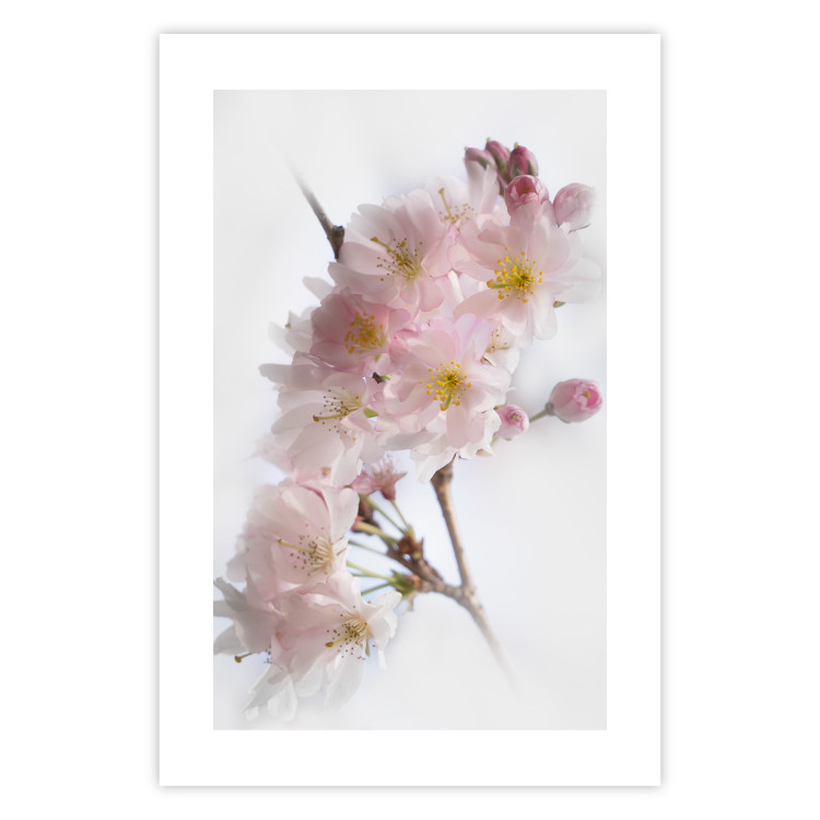 Poster Spring in Japan - branch with pink flowers on a bright white background 125867 additionalImage 15