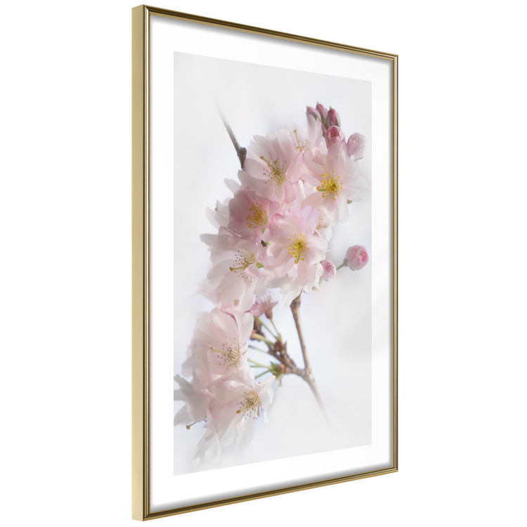 Poster Spring in Japan - branch with pink flowers on a bright white background 125867 additionalImage 6
