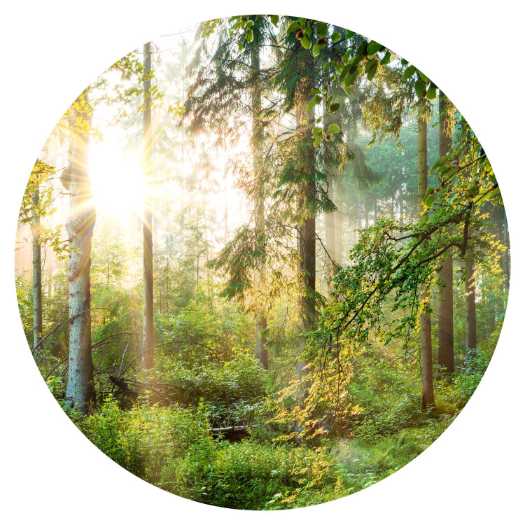 Round wallpaper Lush Forest - Tall Trees in the Rays of the Rising Sun 149167 additionalImage 1