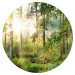 Round wallpaper Lush Forest - Tall Trees in the Rays of the Rising Sun 149167 additionalThumb 1