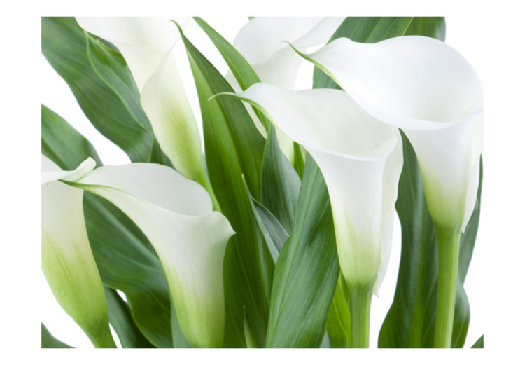 Wall Mural Bouquet - Calla Lilies and Floral Motif with Delicate Flowers on a Light Background 60667 additionalImage 1