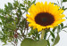 Canvas Sunflowers and Grasses (3 Parts) 124408 additionalThumb 5