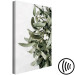 Canvas Mistletoe leaves - winter, botanical photography on white background 130728 additionalThumb 6