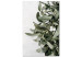 Canvas Mistletoe leaves - winter, botanical photography on white background 130728