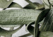 Canvas Mistletoe leaves - winter, botanical photography on white background 130728 additionalThumb 4