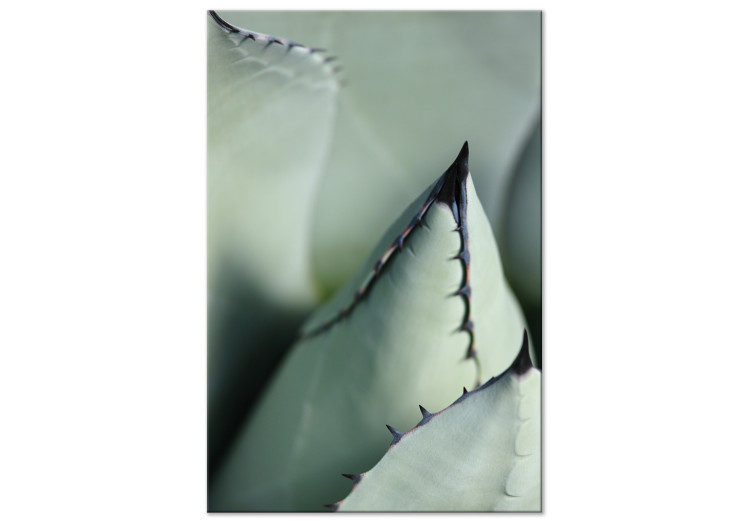 Canvas Green succulent - a close-up of a prickly element of nature 117138