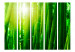Room Divider Sun and bamboo II [Room Dividers] 133248 additionalThumb 3