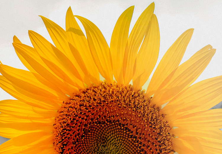 Canvas Sunflower Quartet (4 Parts) 124358 additionalImage 4