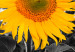 Canvas Sunflower Quartet (4 Parts) 124358 additionalThumb 5