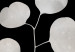 Canvas Eucalyptus Twig - Minimalist Plant on a Black Background 146158 additionalThumb 5