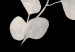 Canvas Eucalyptus Twig - Minimalist Plant on a Black Background 146158 additionalThumb 4
