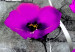Acrylic Print Meadow: Purple Poppies 92378 additionalThumb 5