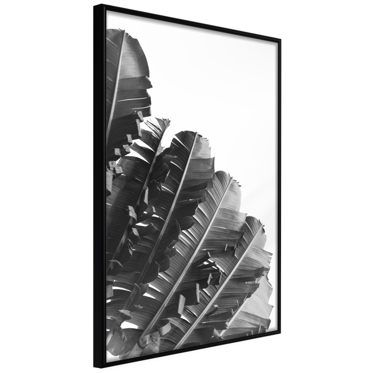 Poster Banana Fan - gray leaves with distinct texture on a white background 135598 additionalImage 20