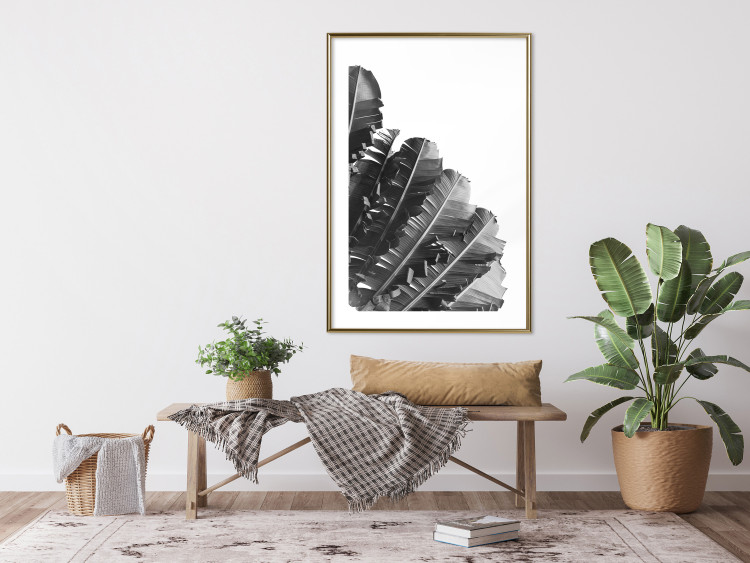Poster Banana Fan - gray leaves with distinct texture on a white background 135598 additionalImage 12