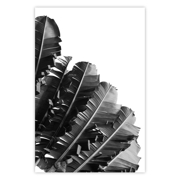 Poster Banana Fan - gray leaves with distinct texture on a white background 135598