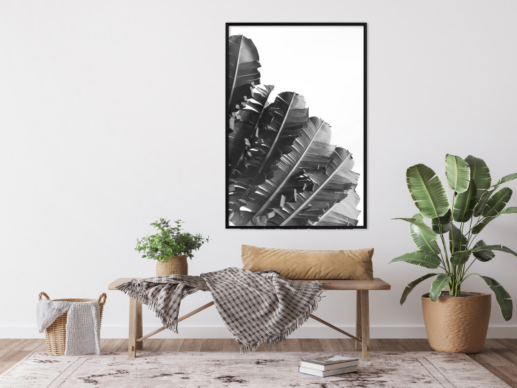Poster Banana Fan - gray leaves with distinct texture on a white background 135598 additionalImage 13