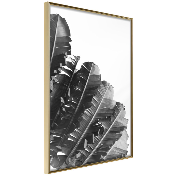Poster Banana Fan - gray leaves with distinct texture on a white background 135598 additionalImage 19