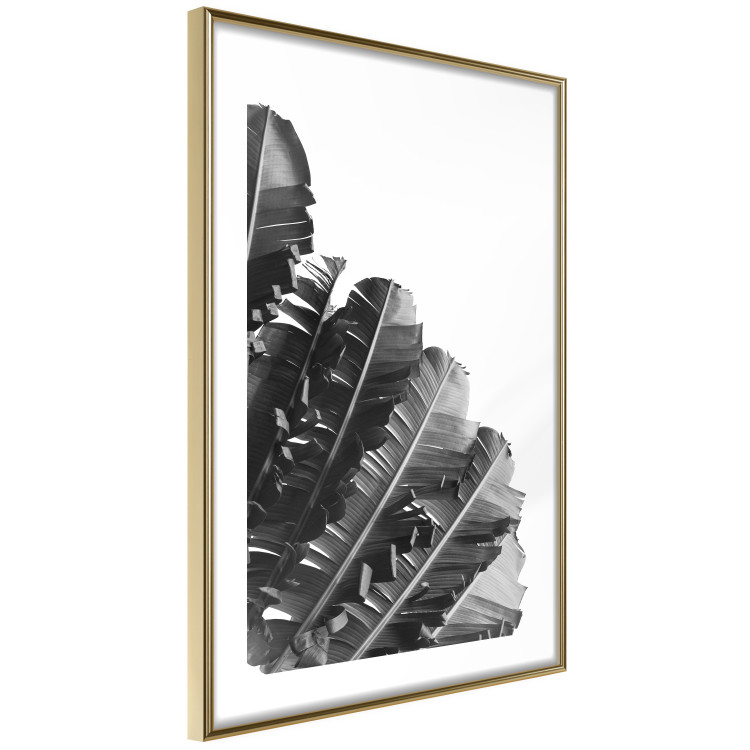 Poster Banana Fan - gray leaves with distinct texture on a white background 135598 additionalImage 17