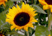 Canvas Van Gogh's Sunflowers (1 Part) Vertical 124409 additionalThumb 4