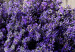 Large Canvas Secret Lavender Bouquet II [Large Format] 136409 additionalThumb 3
