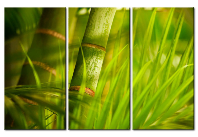 Canvas Fresh green tropical grass 58519