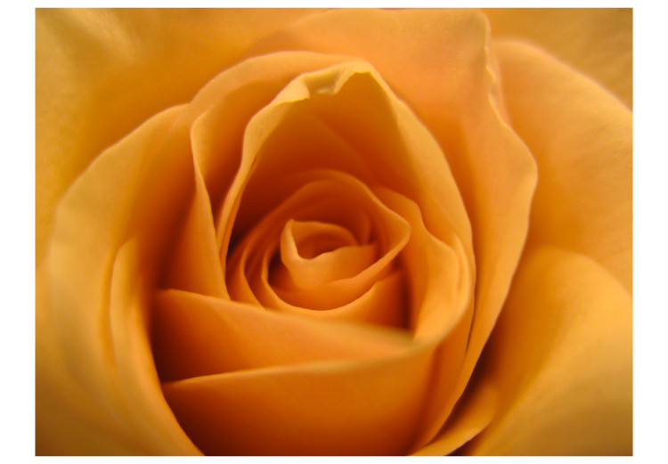 Wall Mural Yellow Rose - Natural Close-up of a Rose Flower Petal 60329 additionalImage 1