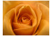Wall Mural Yellow Rose - Natural Close-up of a Rose Flower Petal 60329 additionalThumb 1