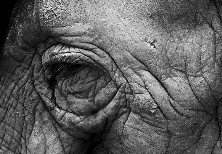 Canvas Portrait of Elephant (1 Part) Vertical 116449 additionalImage 5
