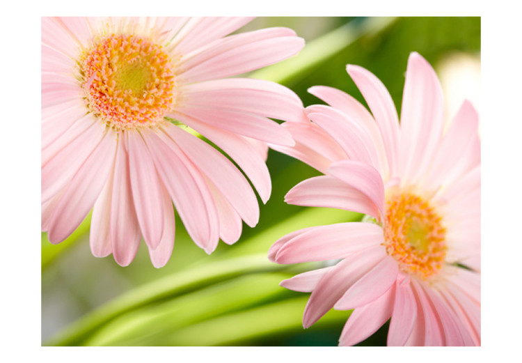 Wall Mural Two pink gerbera daisies 60679 additionalImage 1